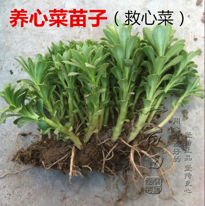 养心菜种苗 养心菜苗子 救心菜苗子植物高钙菜阳台盆栽特色保健菜 饰品/流行首饰/时尚饰品新 摆件 原图主图