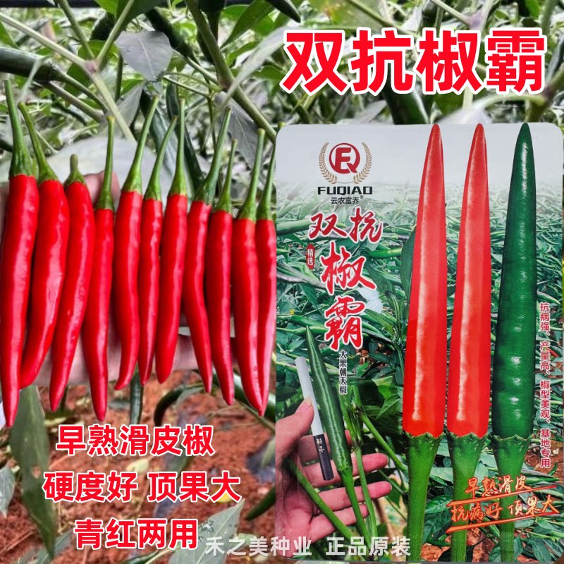 双抗椒霸朝天椒种子大果早熟滑皮椒种子青红两用尾果大硬度好高产