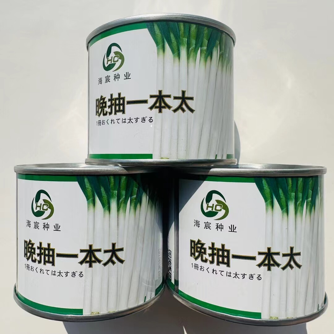 晚抽一本太大葱种子晚抽苔耐热耐寒叶色深绿高产大田基地播葱种籽