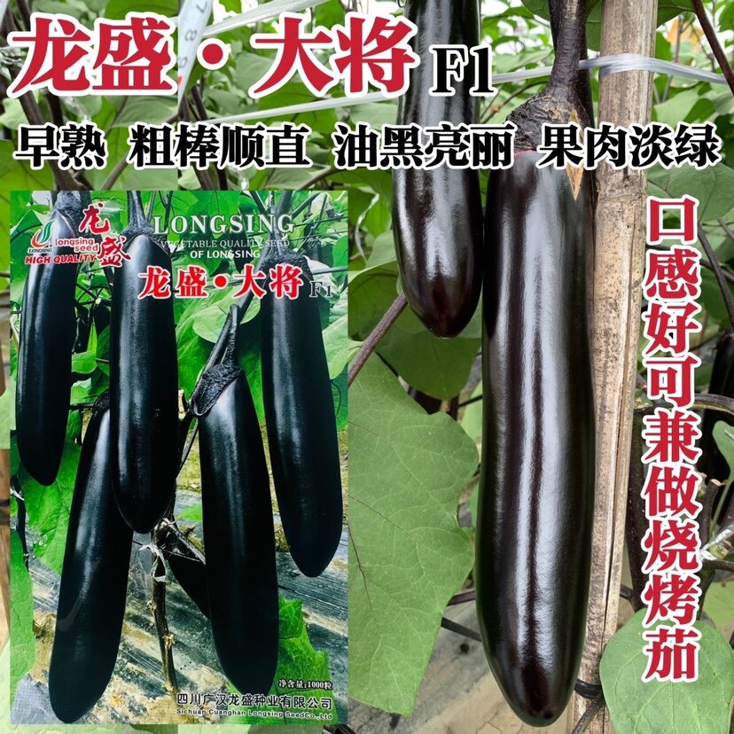 龙盛大将长茄种子早熟粗棒顺直油黑亮绿黑茄子种籽果肉淡绿烧烤茄