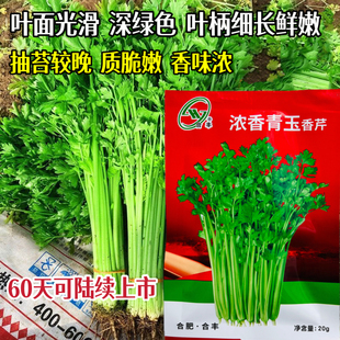 青玉香芹菜种子浓香白芹黄芹西芹菜种籽大全农家春夏秋季播蔬菜孑
