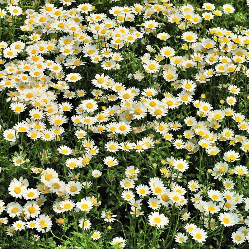 白晶菊花种子四季开花易活花种籽子庭院室外花籽阳台盆栽耐寒耐阴