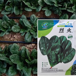 一代杂交大叶菠菜种籽烈火F1菠菜种子抗病耐热深绿叶菜籽蔬菜种孑