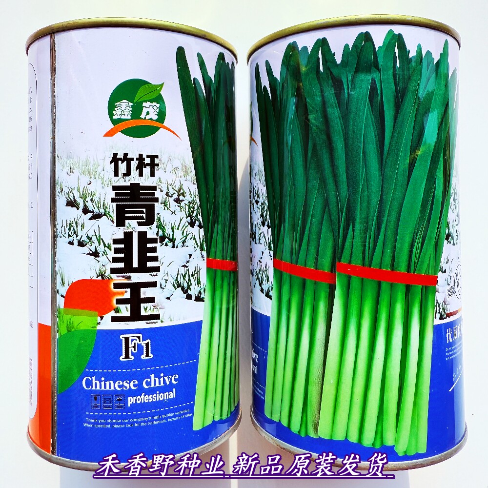 竹竿青韭王韭菜种子抗病抗寒高产韭菜种籽南北方大田基地播蔬菜种