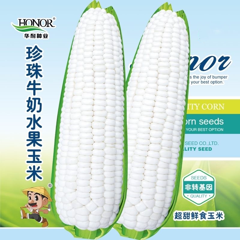 珍珠牛奶水果玉米种子冰糖超甜非转基因白水果春季夏季四季玉米籽