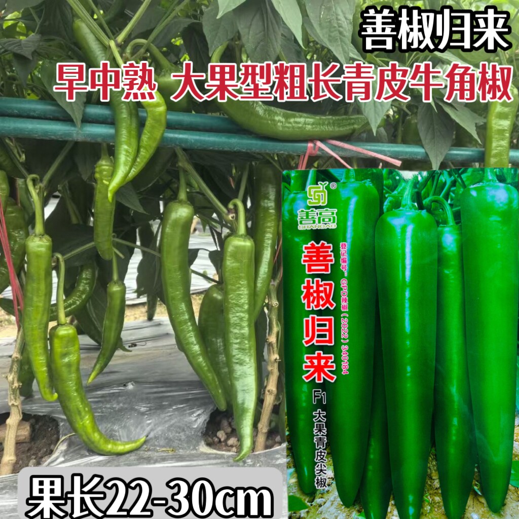 善椒归来大果青皮尖椒种子杂交早中熟香辣口感好辣椒种籽春秋季播