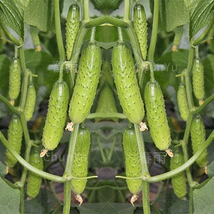 旱黄瓜秋黄瓜种籽苗油亮型大胡瓜四季春季春夏农家蔬菜种子种孑