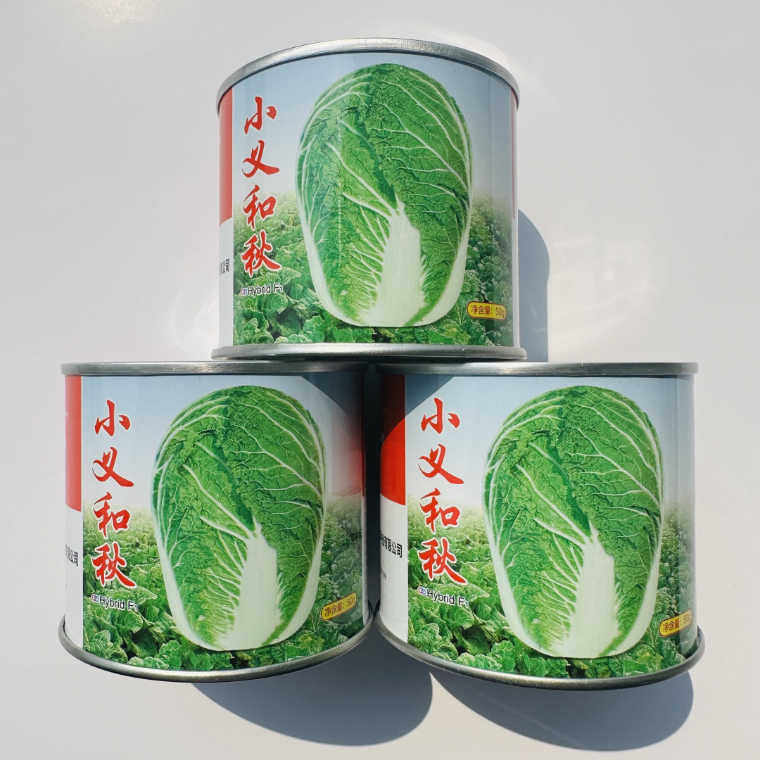 山东大白菜种子小义和秋好吃好卖抗病杂交白菜种籽大田小院秋季播