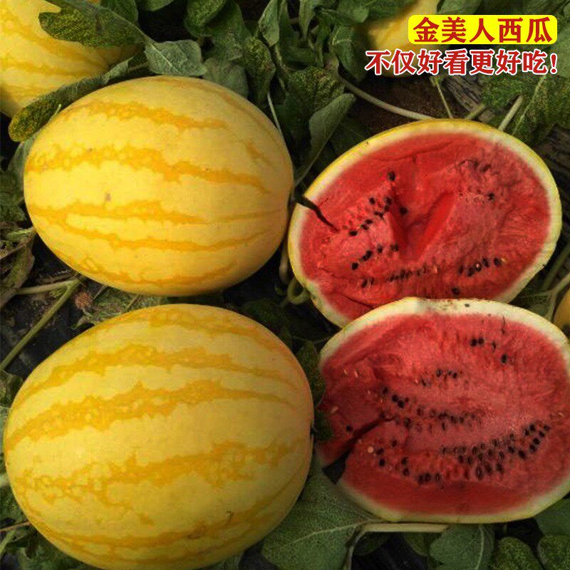 金美人西瓜种子特甜黄皮红肉礼品小西瓜种籽早春夏秋季大棚露天