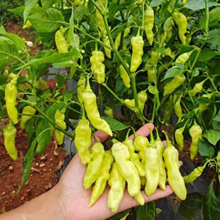 富乔黄金甲大果小米辣种籽早熟抗病超辣泡椒小米椒种子采收期长
