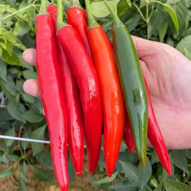 大果型美人椒种子绿野仙踪尖椒红辣椒籽特香辣高产辣椒种子春秋播
