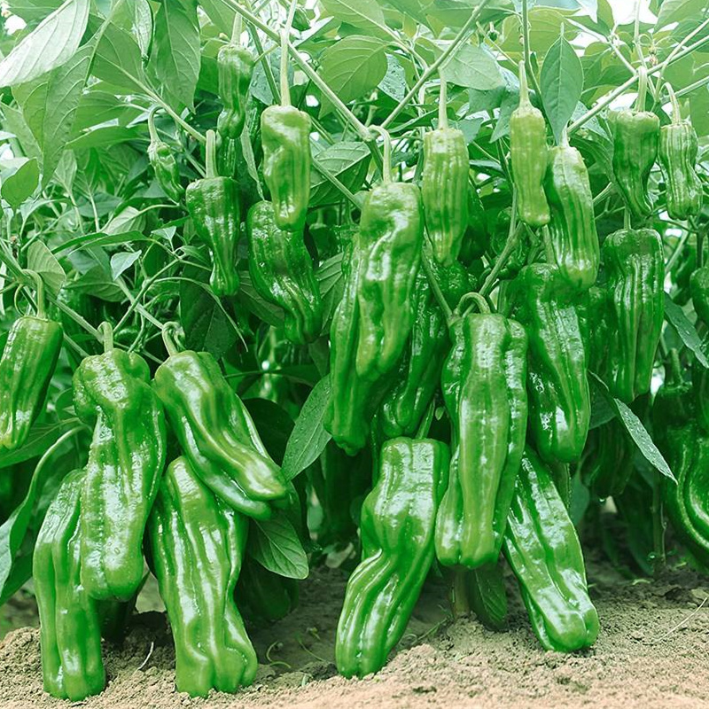 蔬菜种子薄皮辣椒青椒种孑菜椒早熟庭院大田阳台可盆栽皱皮辣椒籽
