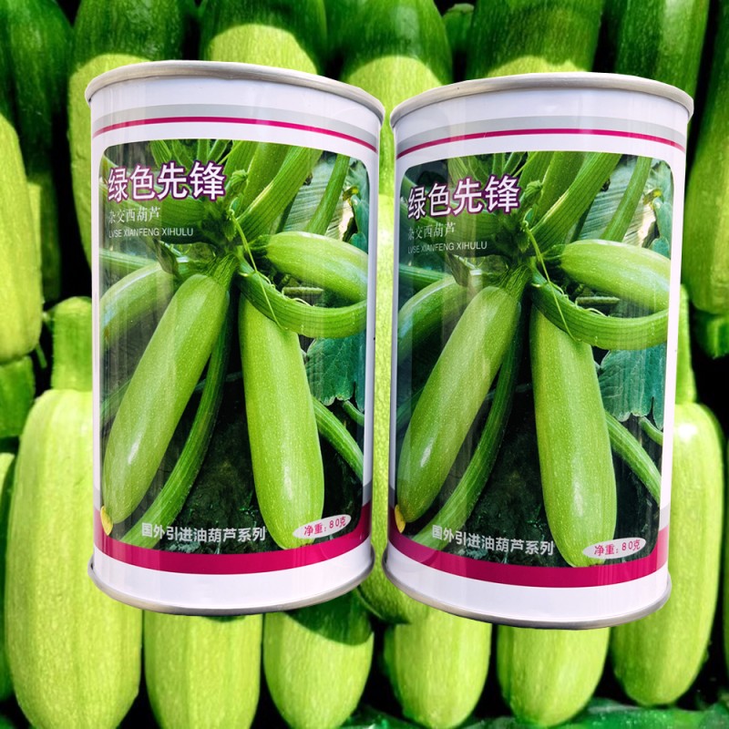 绿色先锋早熟西葫芦种子法国引进抗病耐寒节节有瓜翠绿皮菜瓜种籽