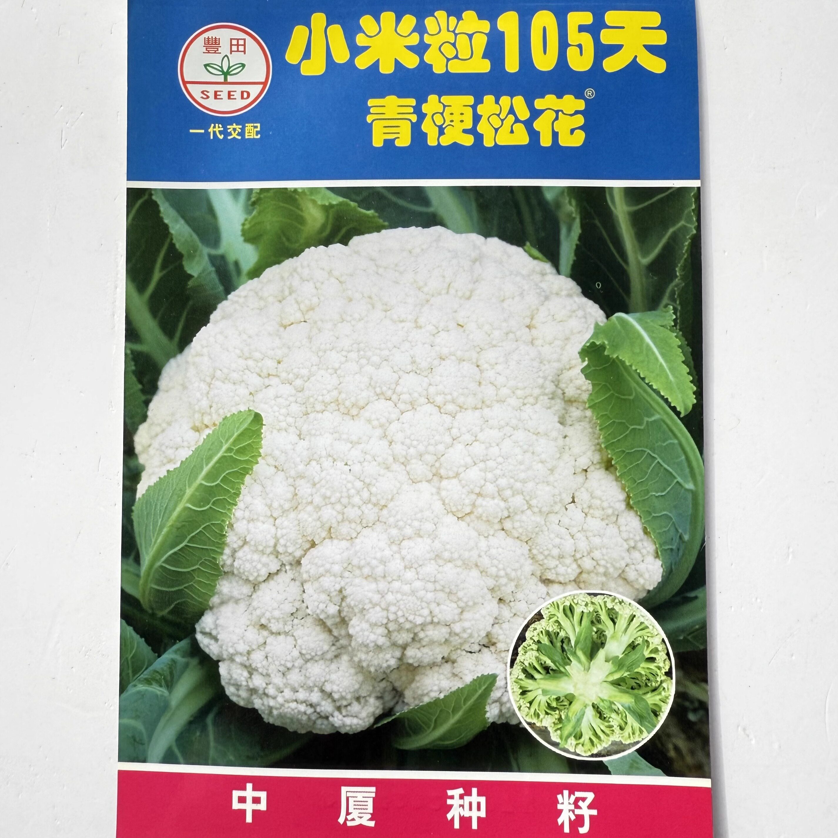 小米粒65/80/90/105天青梗松花菜种子高产抗病耐热早熟白花菜种籽