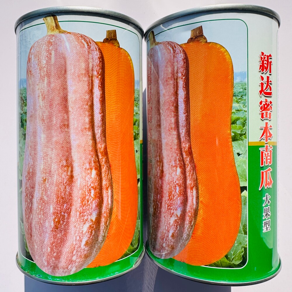 新达密本南瓜种子抗病易座果甜面粉糯大果南瓜种籽春秋季播南瓜籽