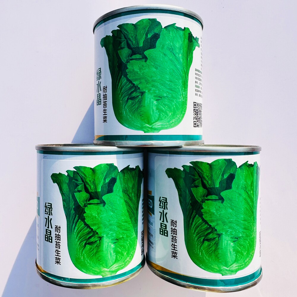 绿水晶翠绿生菜新品种子 脆甜味美口感好耐抽苔生菜种籽 春秋季播