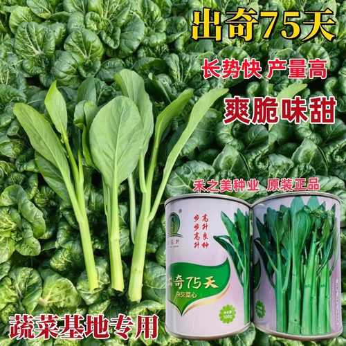 出奇65天菜心种子四季菜苔种子广东四九菜心种籽味甜油青翠绿菜心