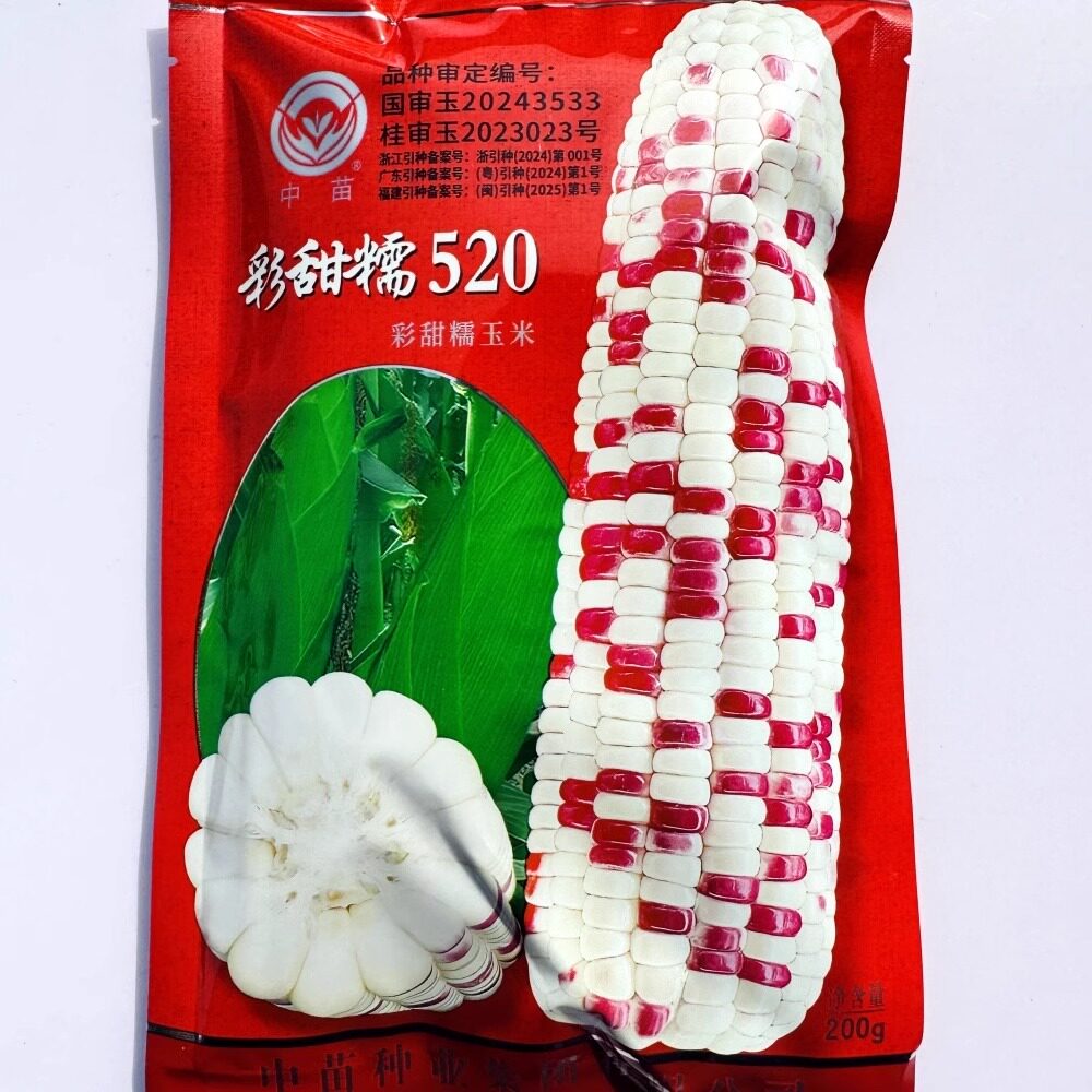 彩甜糯520玉米种子鲜食加甜糯彩糯玉米种籽花糯玉米大棒型春秋播