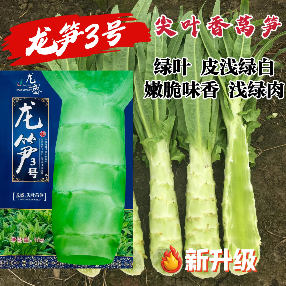 龙笋3号抗热尖叶香莴笋种子四川龙盛种业莴苣菜种籽春秋季播种孑