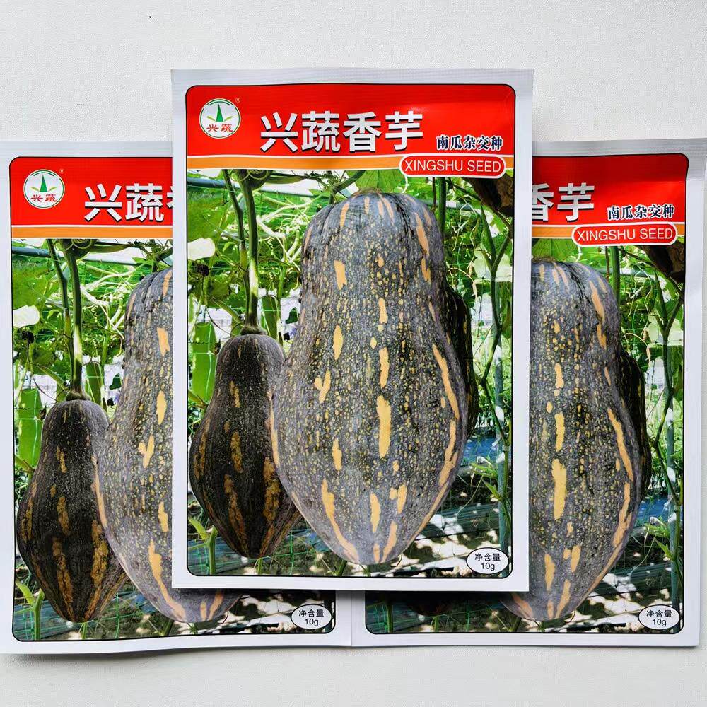 兴蔬香芋南瓜种子香面甜高品质瓜种子果肉橙黄粉糯香芋味南瓜种籽