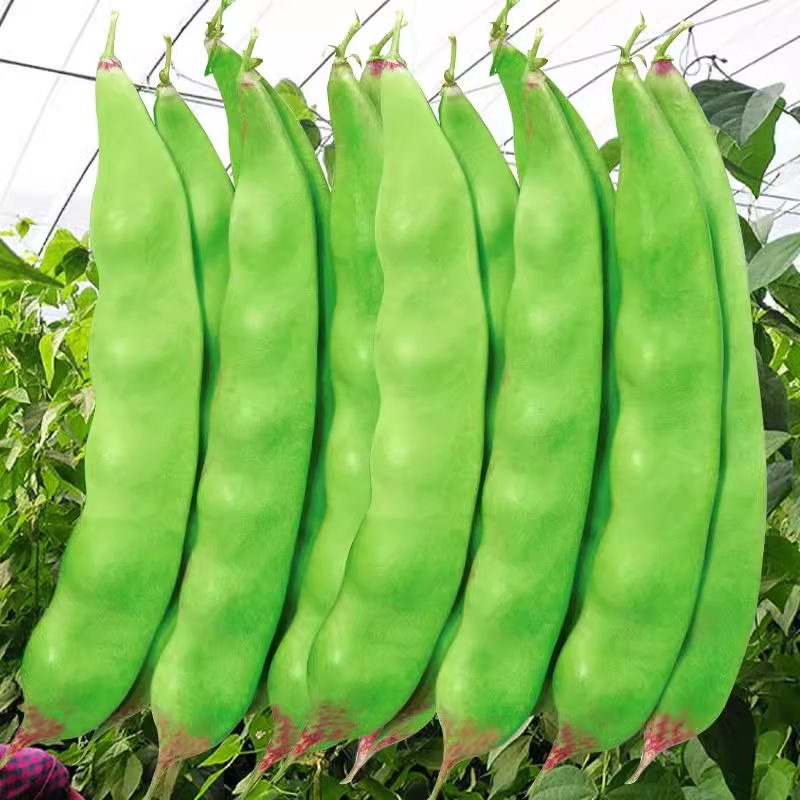 东北油豆角种籽种子一点红黑龙江架豆春季蔬菜孑大宽四季芸豆大全