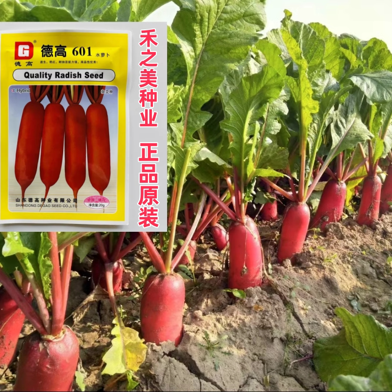 德高601水萝卜种子无辣味微甜红皮白心萝卜种籽春秋季播蔬菜种孑