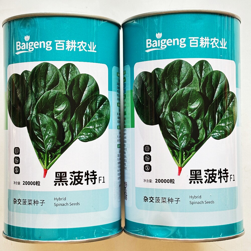 黑菠特F1菠菜种子抗病耐热耐寒晚抽苔墨绿叶杂交菠菜种籽春秋季播