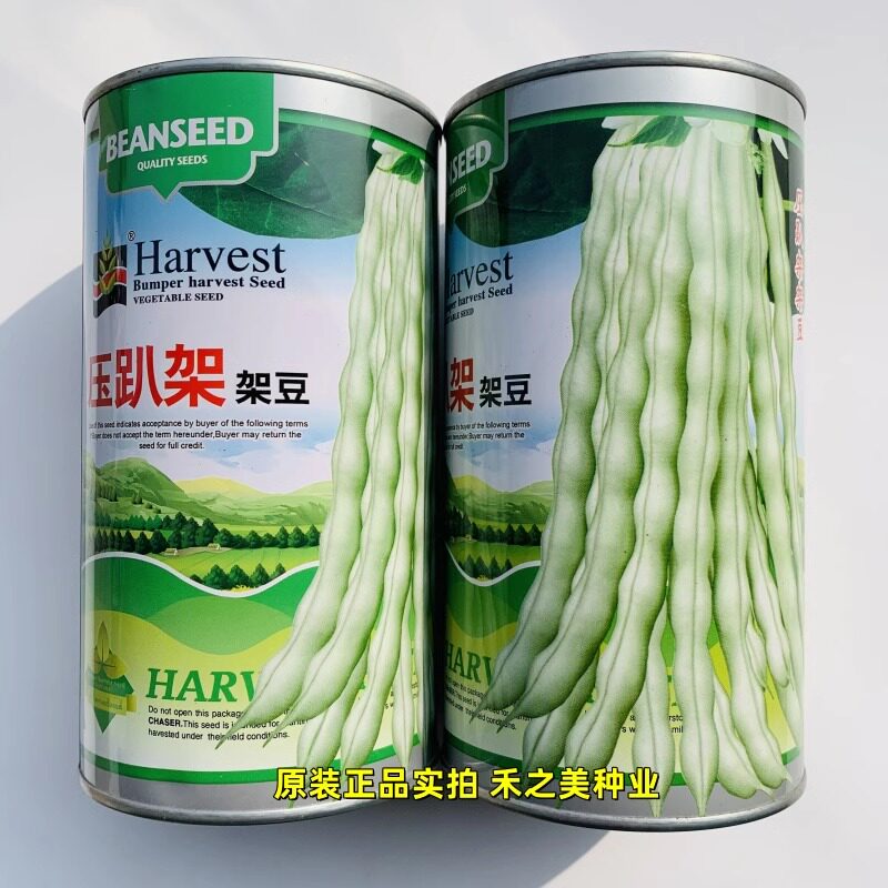 压趴架架豆种子早熟白豆角种子产量高菜豆四季豆种籽蔬菜基地大田