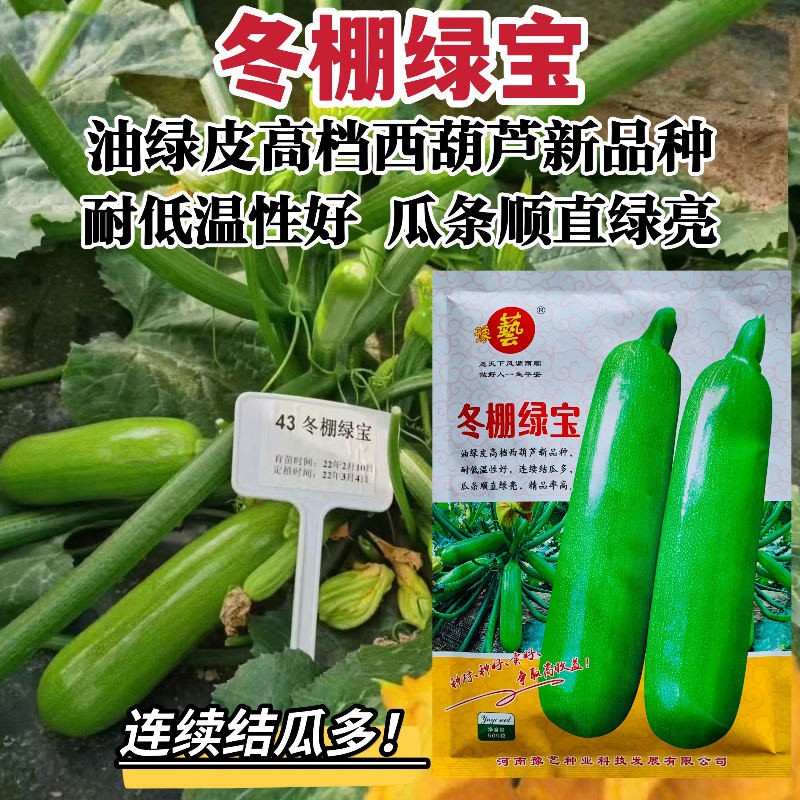 豫艺冬棚绿宝西葫芦种子油绿皮耐低温占瓜种籽大田基地春秋季播种