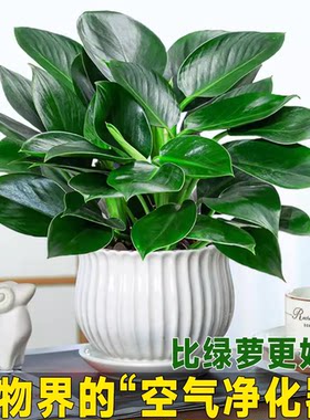金钻盆栽植物铂金钻绿萝箩水培大叶绿植多肉办公室内懒人好养花卉