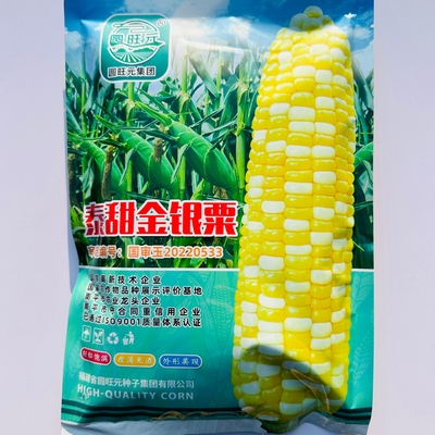 泰甜金银粟水果玉米种子超甜黄白双色脆甜玉米种籽农家春夏季播种