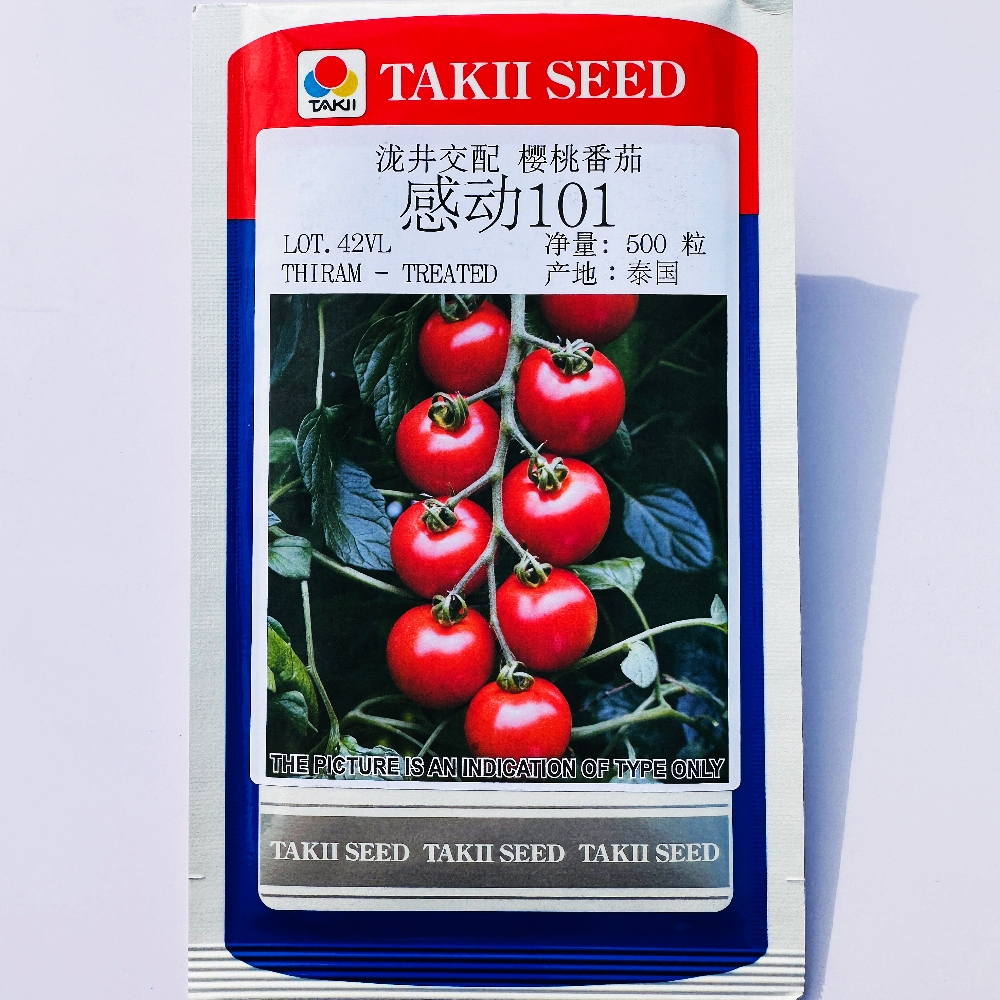 泷井种苗感动101樱桃番茄种子无限生长杂交早熟口感好西红柿种籽