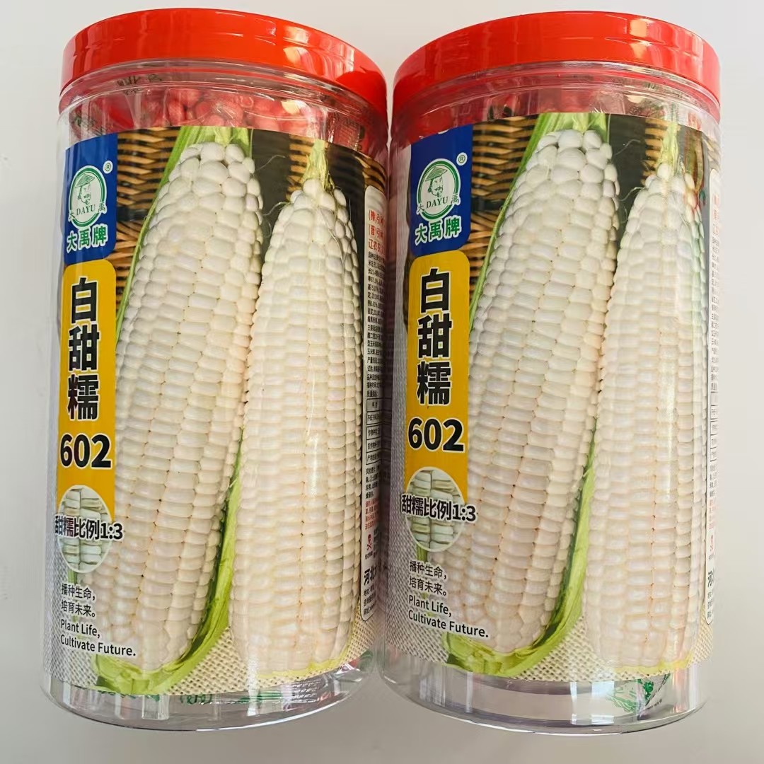 大禹白甜糯602玉米种子早熟大棒白甜糯玉米种籽鲜食粘糯玉米种子