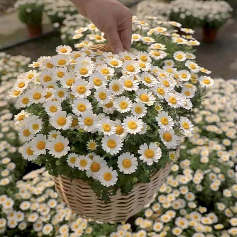 花种子小雏菊易种活室内外向日葵花卉盆栽花种籽子