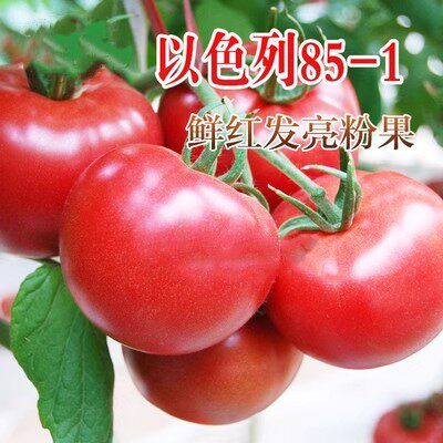 以色列85-1粉果番茄种子高产高硬度抗病毒西红柿种籽秋冬季早春孑
