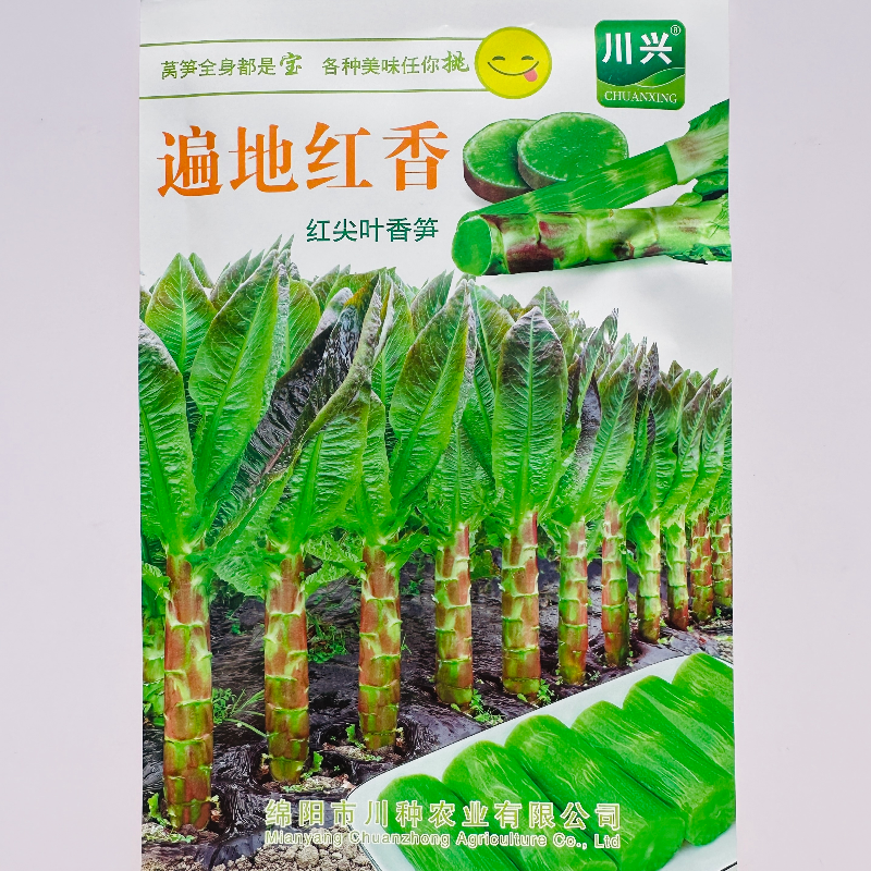 川兴遍地红香红尖叶香笋种子皮薄抗病高产莴苣种籽农家秋冬季播种