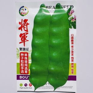 东北油豆角种子早熟架豆高产油豆无架地油豆种子扁豆大宽四季芸豆