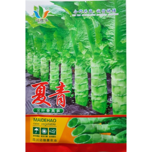 迈德豪夏青莴苣种籽高产耐热尖叶青皮青肉高桩香莴笋种子夏秋季播