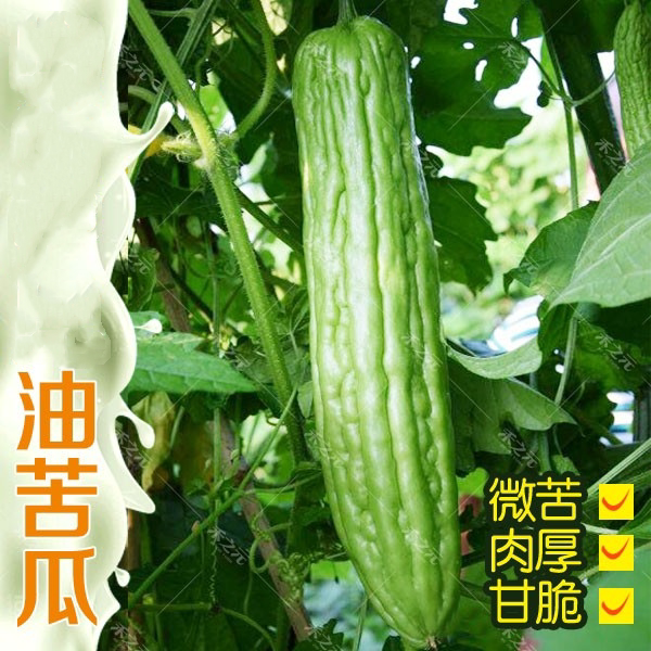 油绿苦瓜种子籽长绿秋冬肉厚绿苦瓜青春夏秋种植四季蔬菜瓜盆栽包