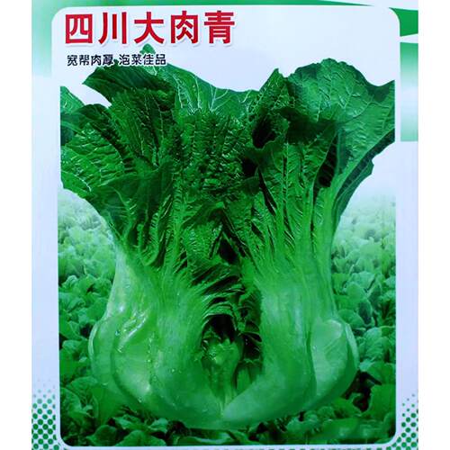 四川芥菜青菜种籽种子儿菜酸菜泡菜大全孑包心芥菜种籽疙瘩大肉青