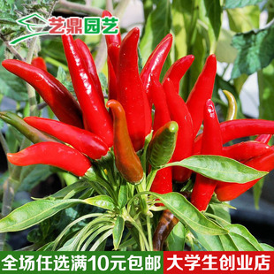 辣椒种子 新品 蔬菜种子 阳台种菜盆栽蔬菜籽 庭院 红色朝天椒种子