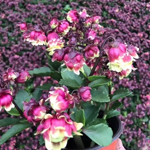 七彩重瓣宫灯长寿花香倒挂金钟灯笼易种开花卉绿植室内好养花香味