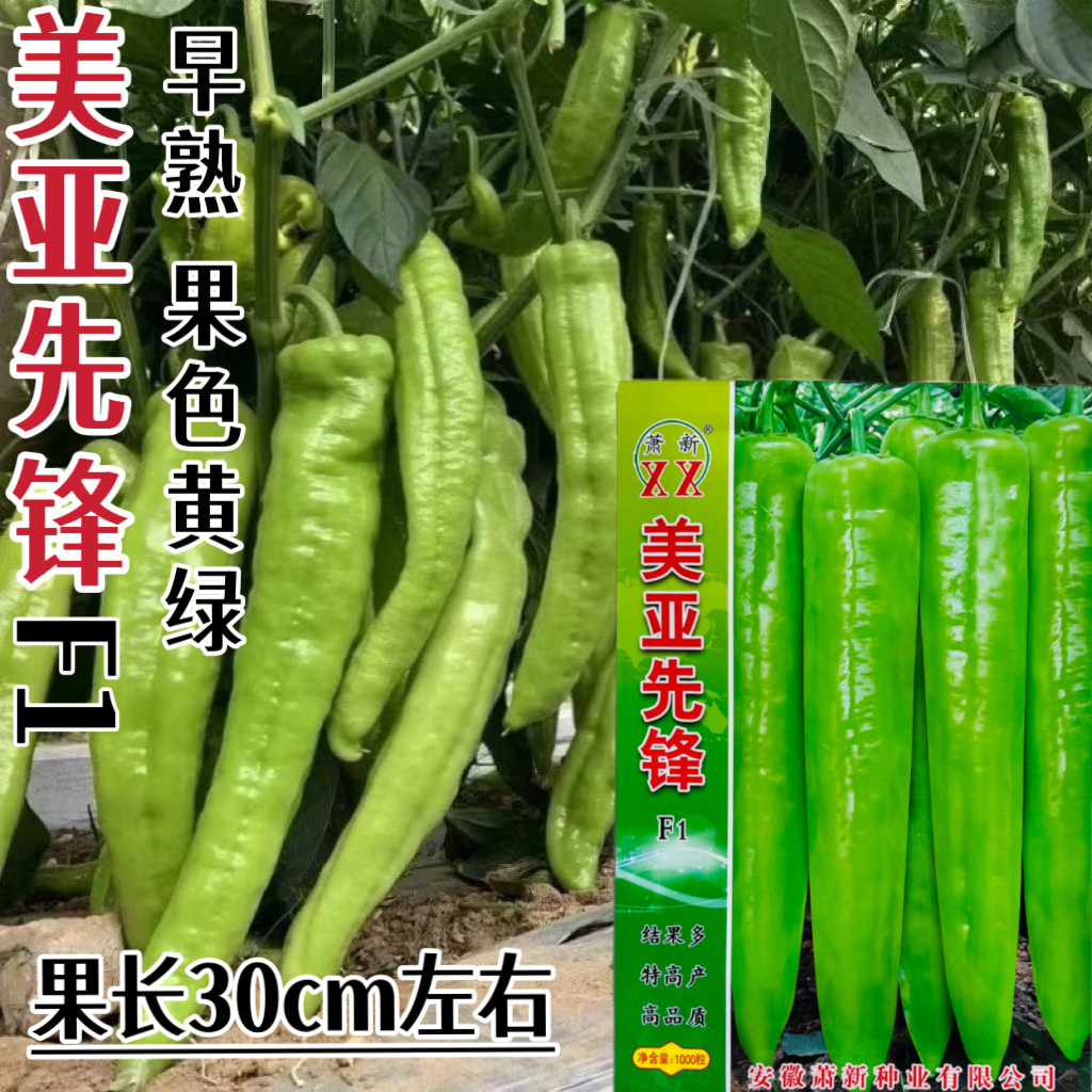 美亚先锋黄绿皮尖椒种籽高产早熟杂交一代辣椒种子大田基地专用种