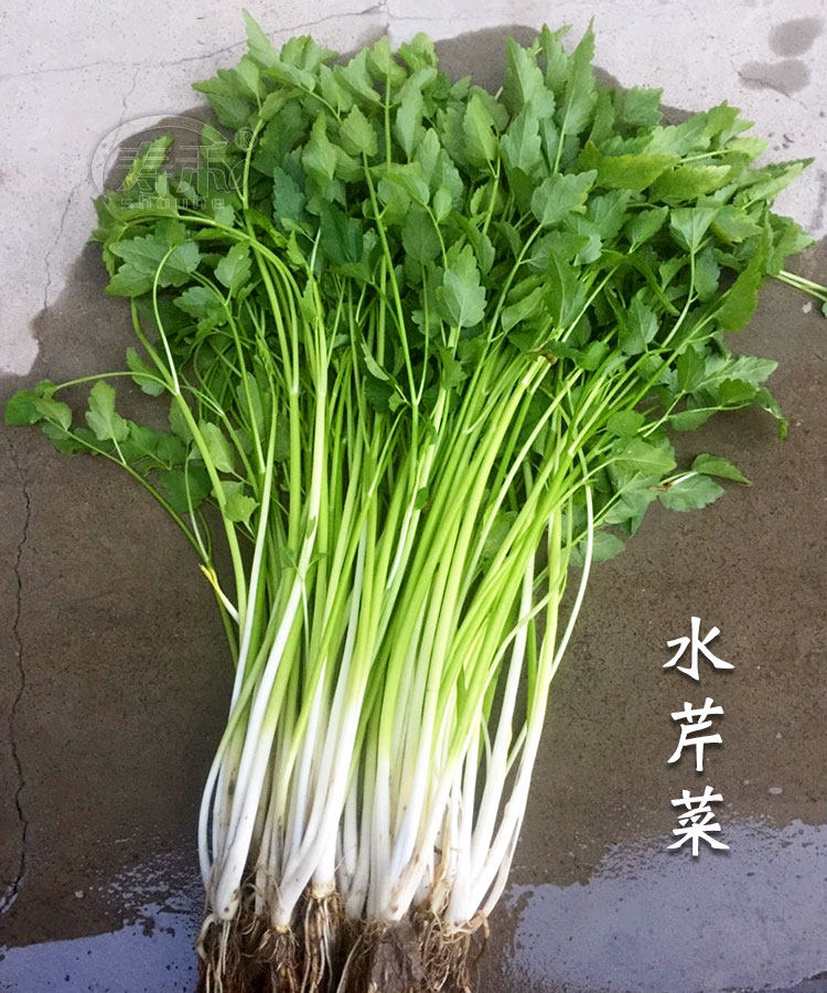 水芹菜种子种籽山芹籽种东北苗栽小芹蔬菜菜籽菜种孑老品种