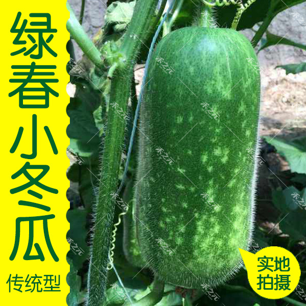 绿春小冬瓜种子传统小节瓜种籽春季秋冬季四季高产春庭院农家种孑
