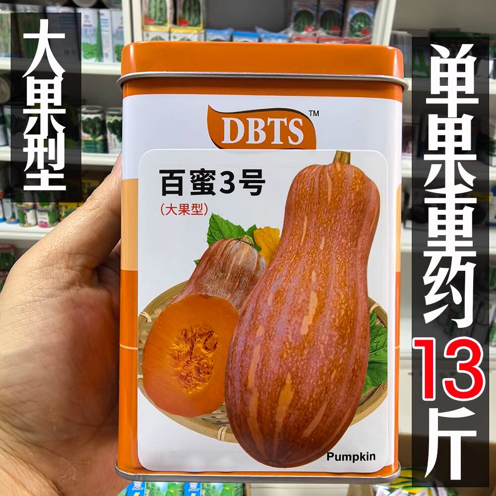百蜜3号蜜本南瓜种子大果型南瓜种籽大田基地高产抗病农家春秋播