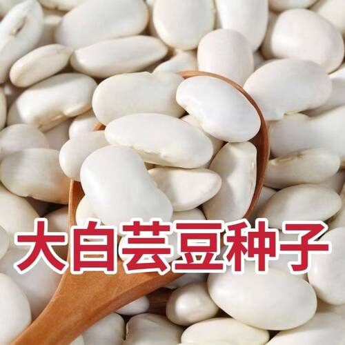 【200g】大白芸豆种子 云南大白豆白扁豆特大白芸豆新豆种子散装