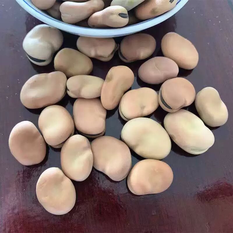 云南精选干蚕豆种子26年新货农家自种生蚕豆干胡豆罗汉豆发芽蚕豆