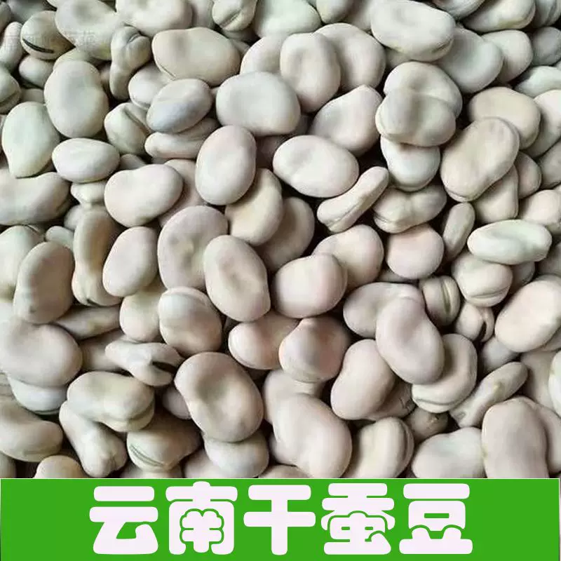 云南新鲜精选干蚕豆26年新货农家自种生蚕豆干胡豆罗汉豆发芽蚕豆