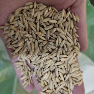 【2斤试种】云粳50号水稻种子高原香软粳稻自留散装